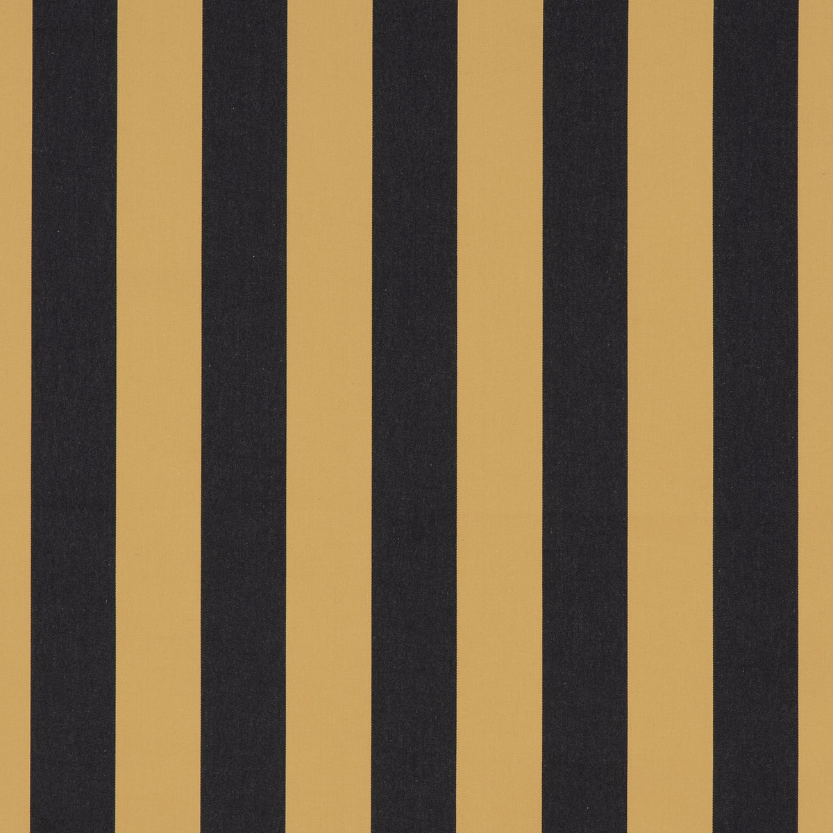 JAZZ – coloris Or noir